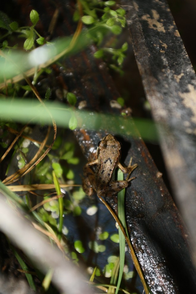 Frosch
