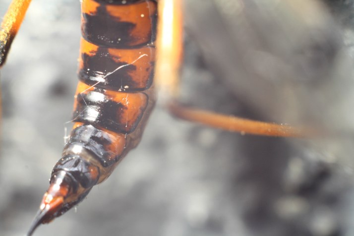 Kammschnake/Schlupfwespe