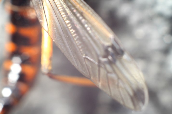 Kammschnake/Schlupfwespe