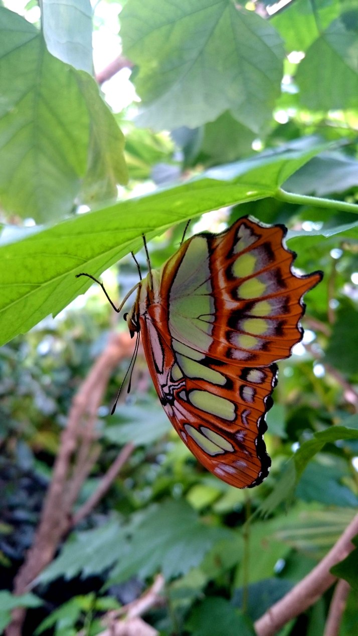 Natura Artis Magistra