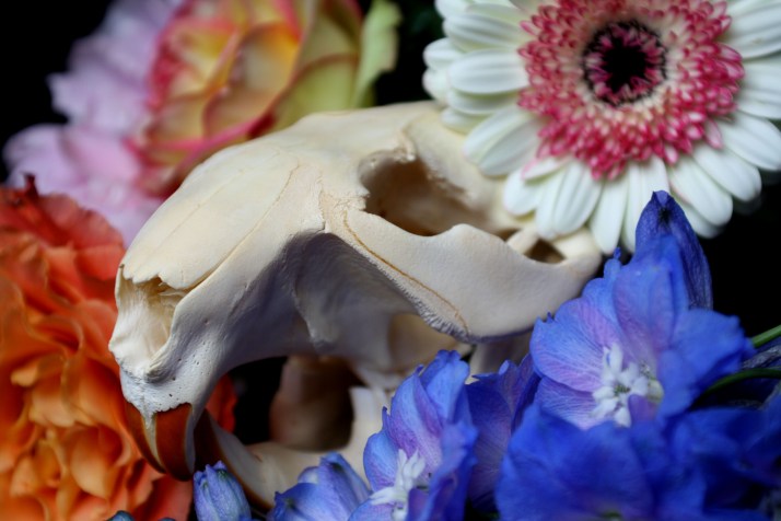 Schädel & Blumen