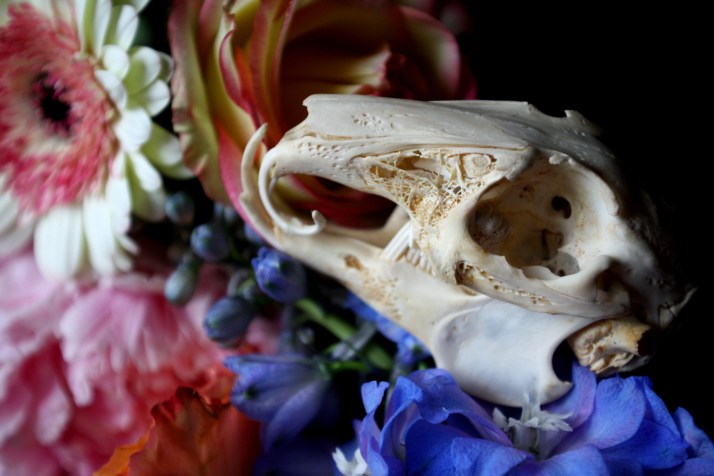 Schädel & Blumen