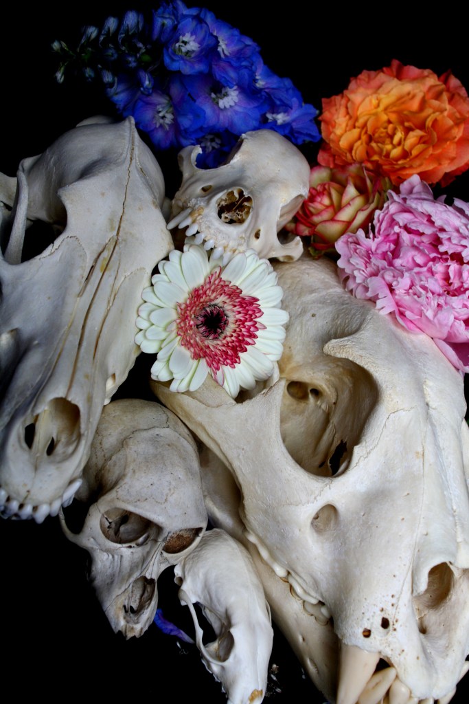 Schädel & Blumen
