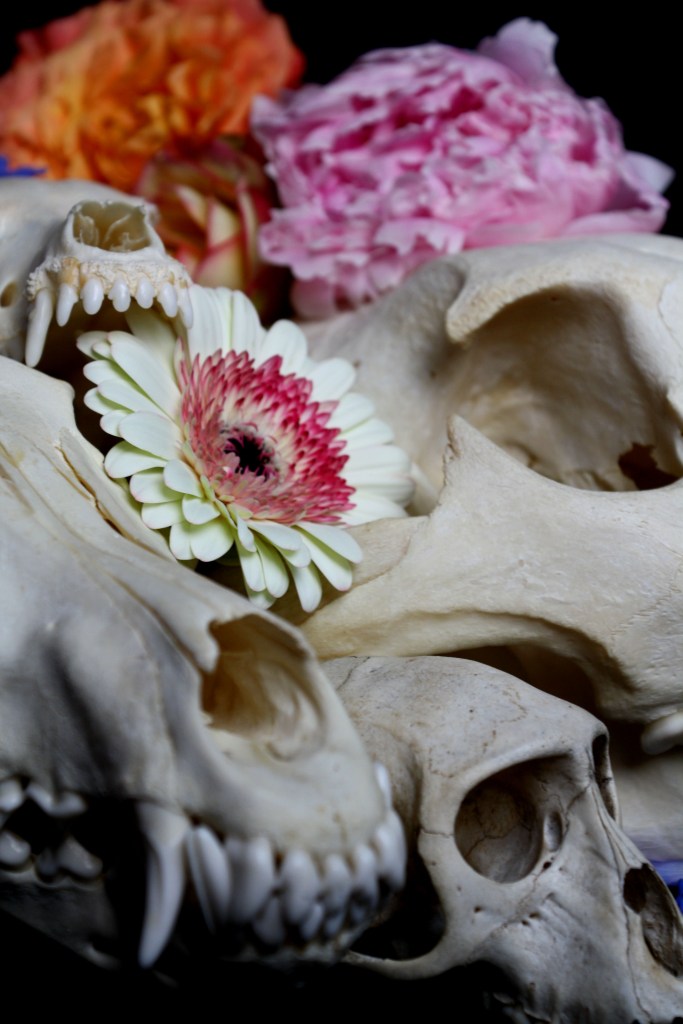 Schädel & Blumen