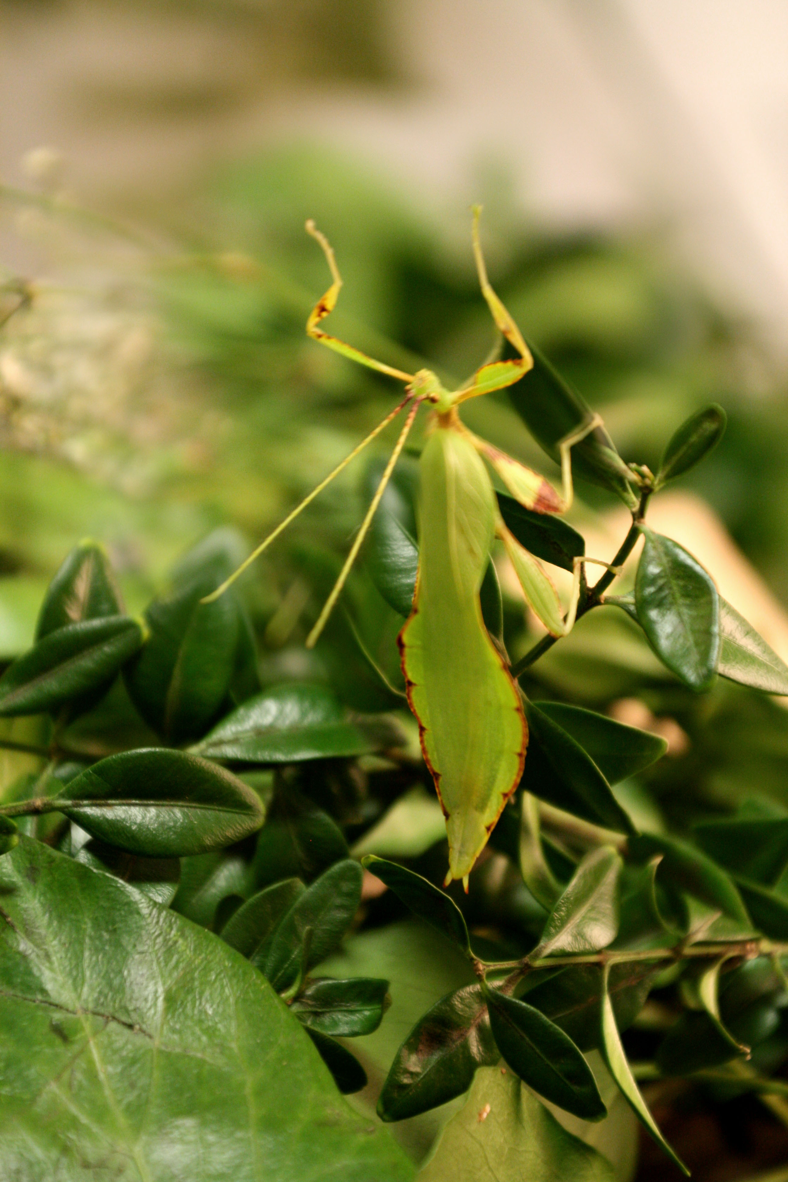 Lebendes Blatt Männchen