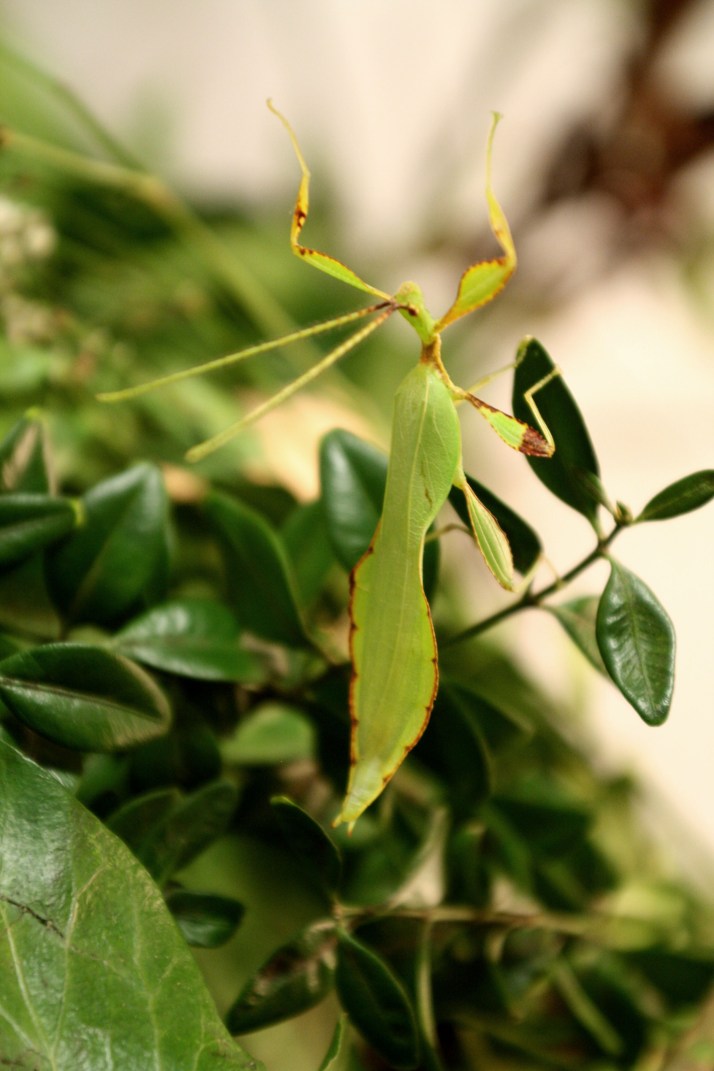 Lebendes Blatt Männchen