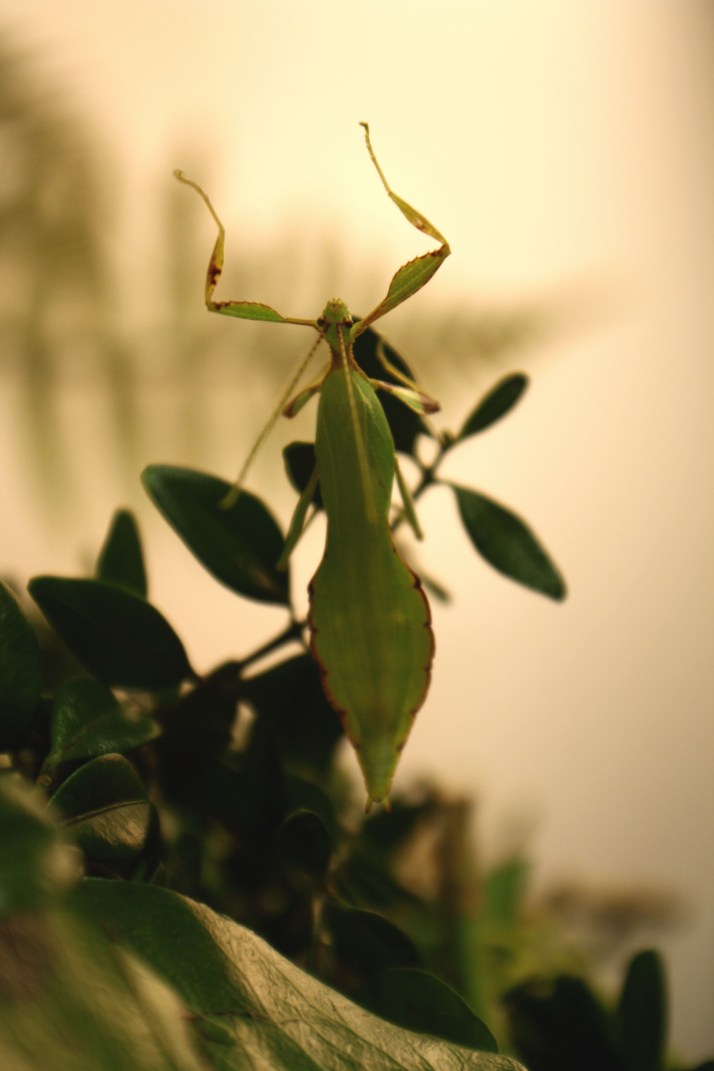 Lebendes Blatt Männchen
