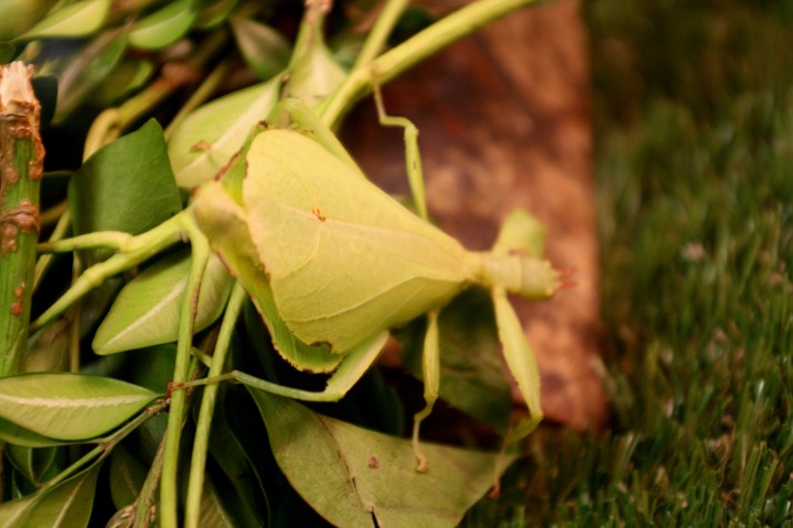 Lebendes Blatt Weibchen
