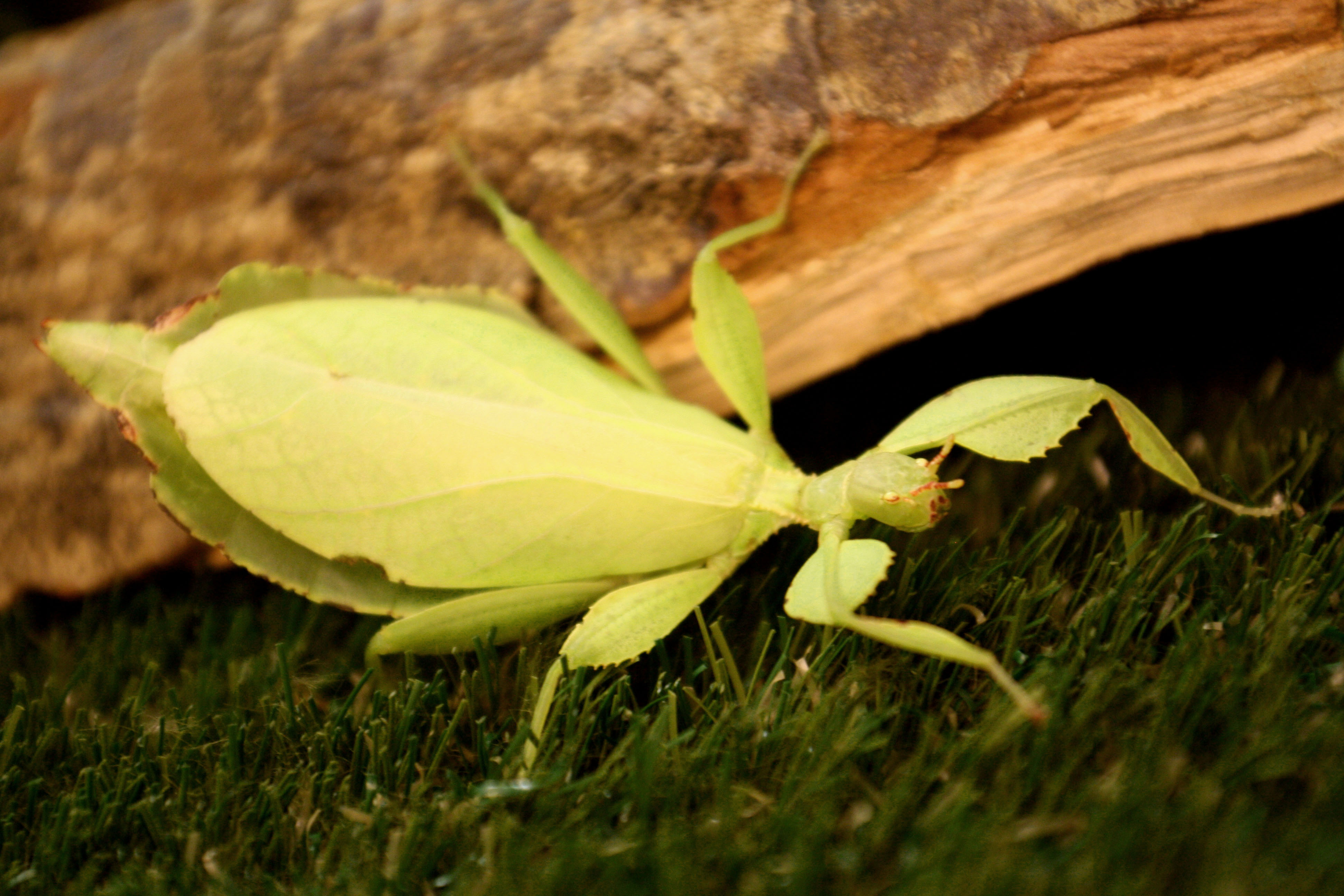 Lebendes Blatt Weibchen