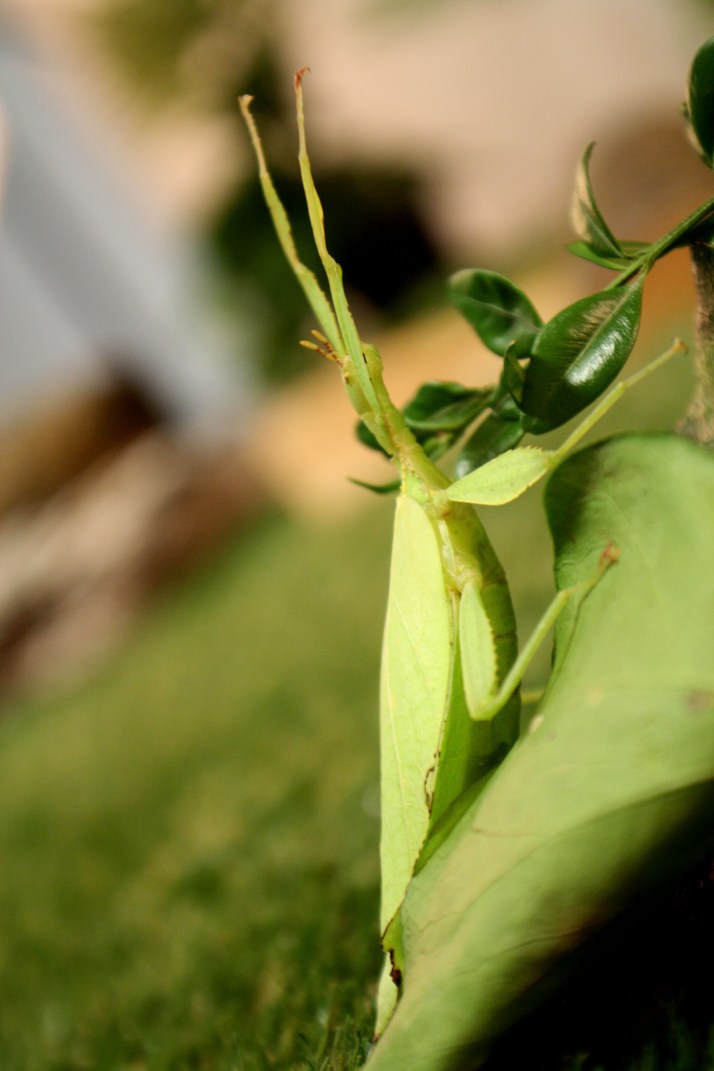 Lebendes Blatt Weibchen