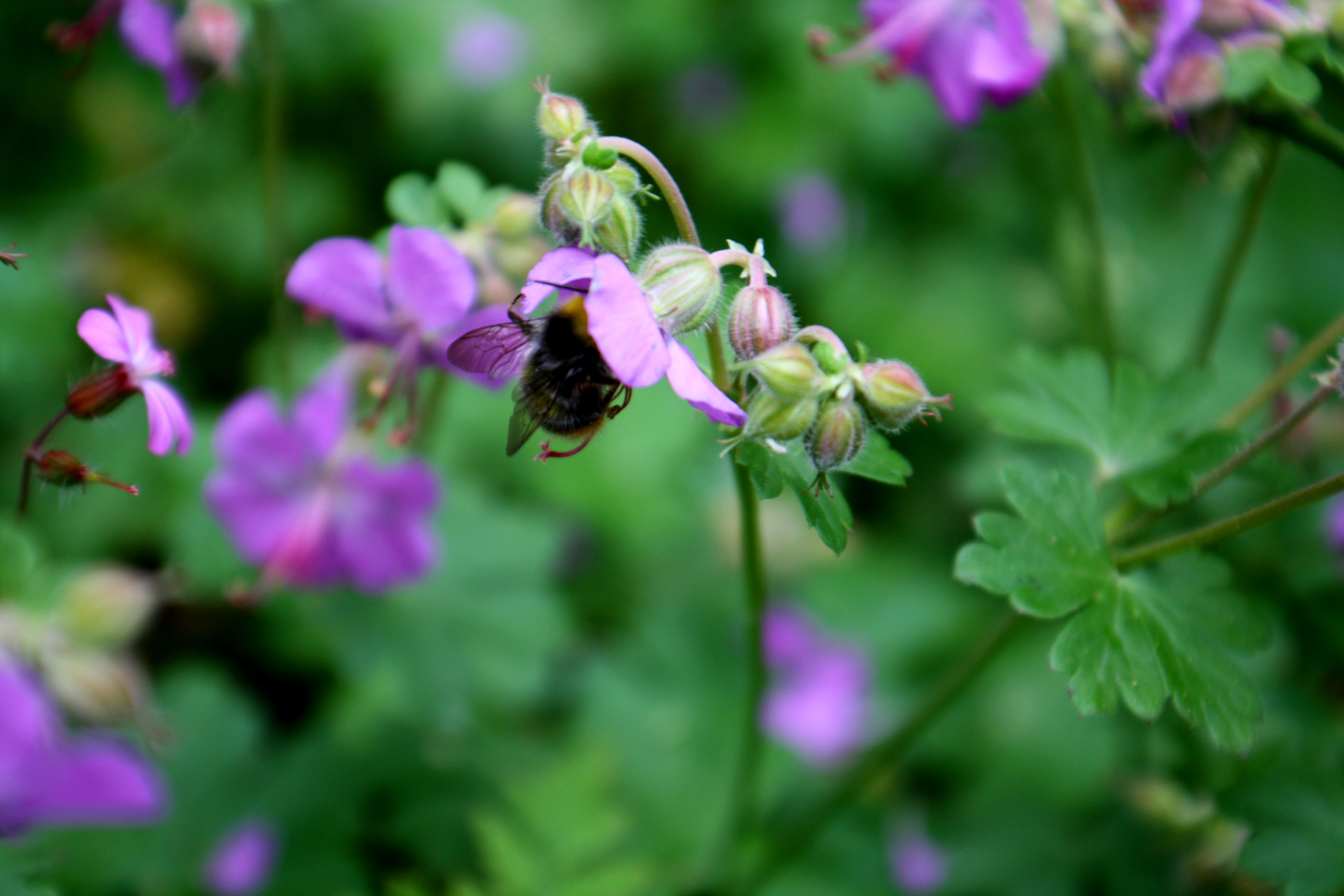 Hummel und Storchschnabel