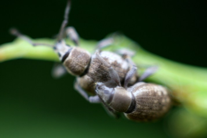 Rüssler beim Paaren