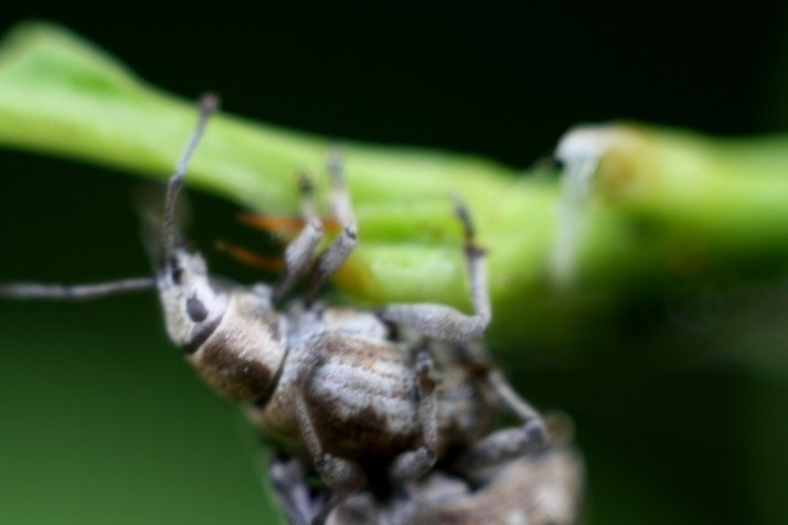 Rüssler beim Paaren