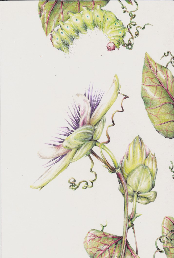 Raupe und Passionsblume - Entwicklungsprozess 10