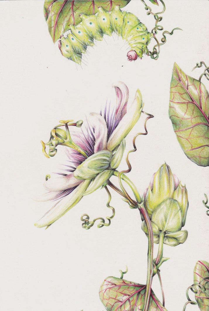 Raupe und Passionsblume - Entwicklungsprozess 11