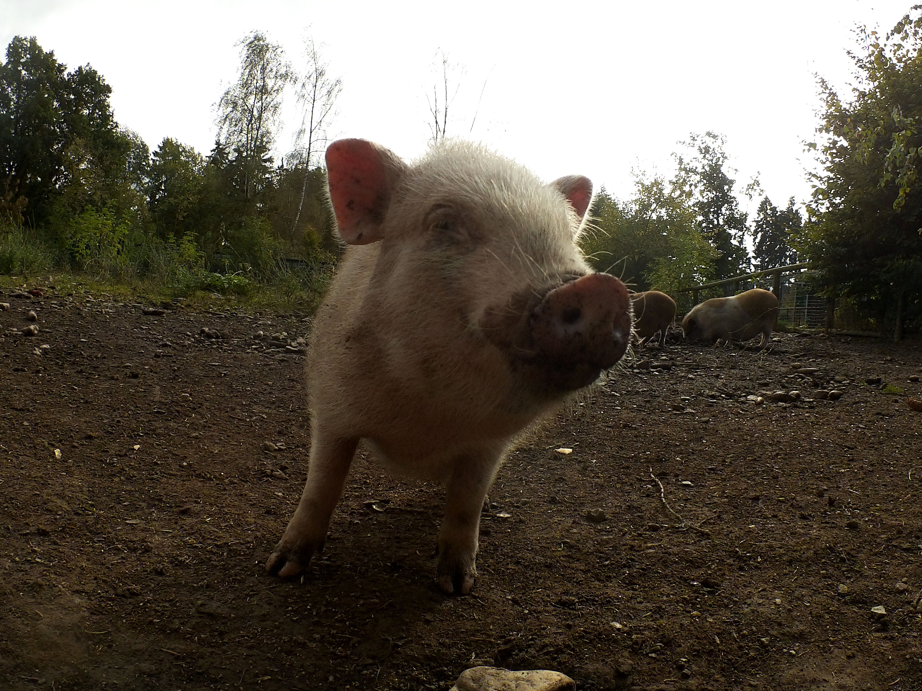 Minischwein
