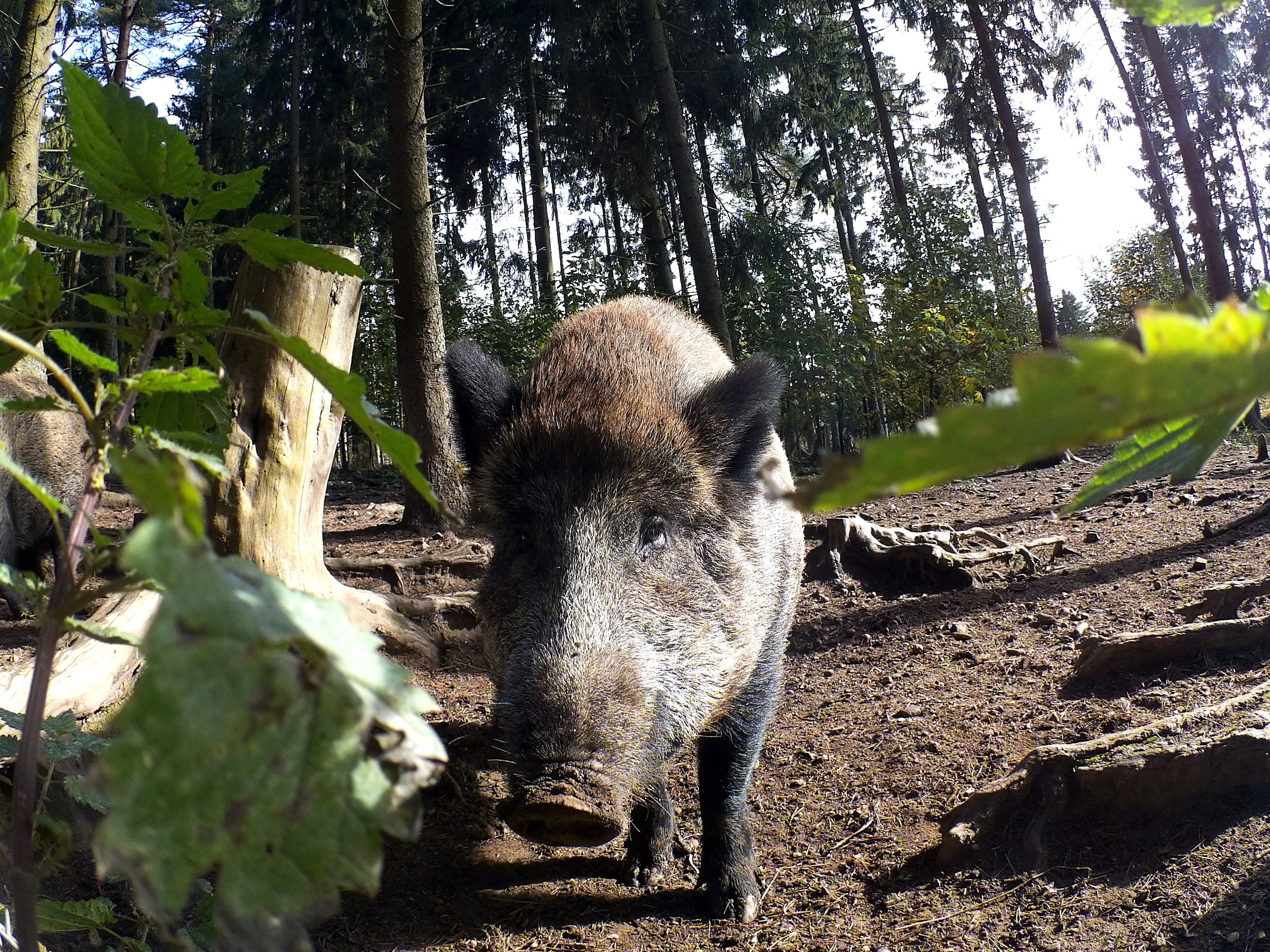 Wildschwein