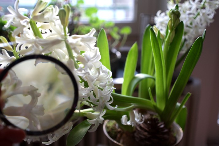 hyacinthen-01