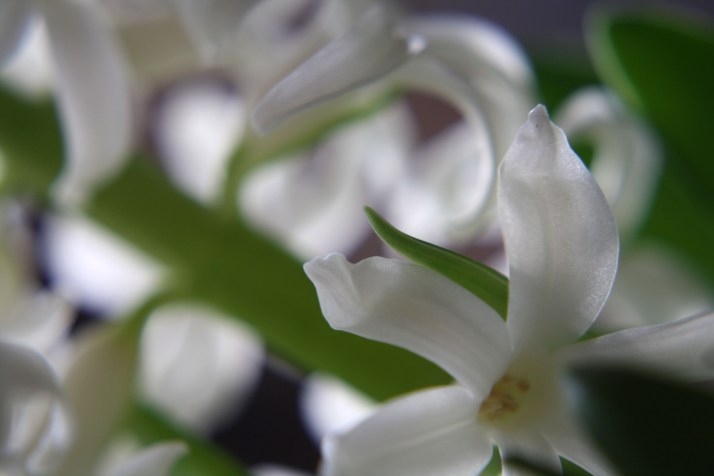 hyacinthen-09