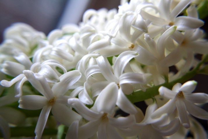 hyacinthen-11