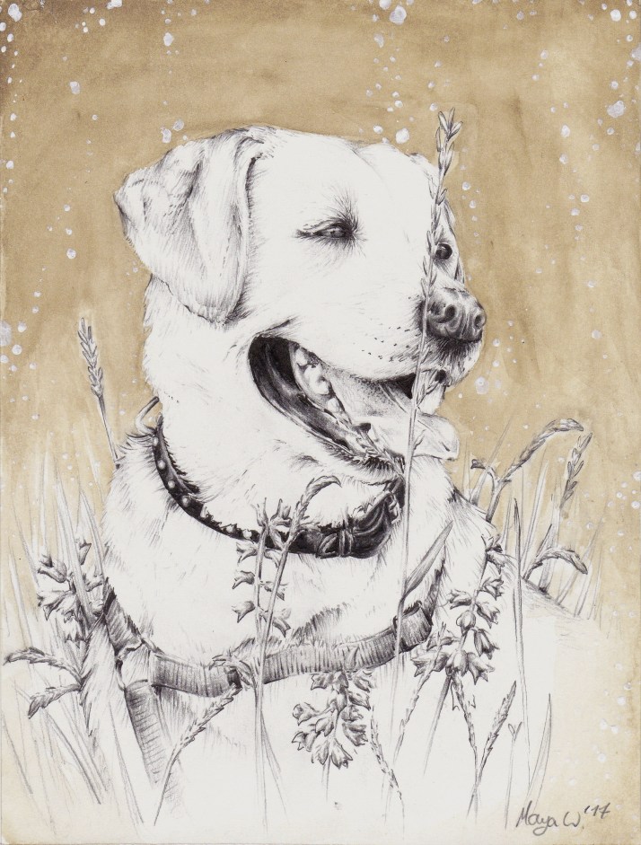 Hund in Schwarz Weiß Braun.jpg