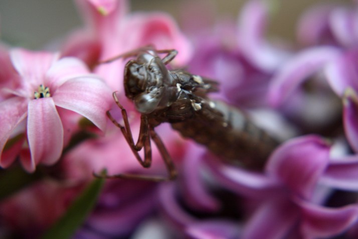 Libellenlarven Häutung 01