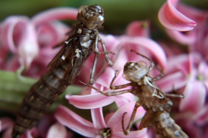 Libellenlarven Häutung 02