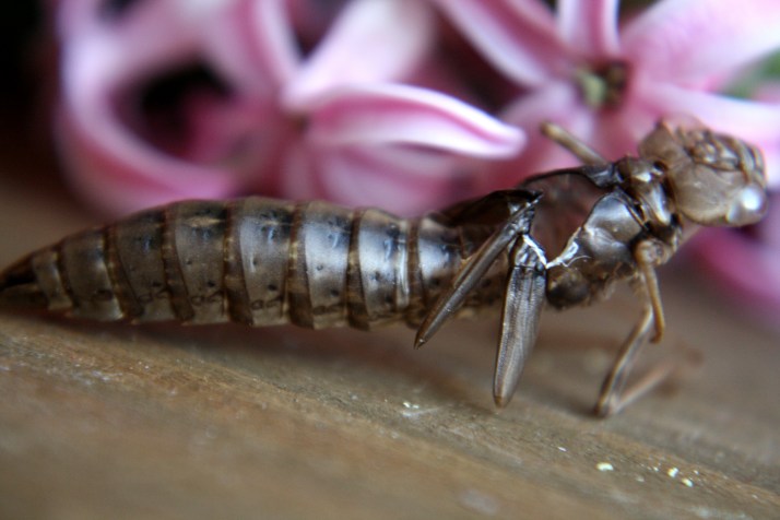 Libellenlarven Häutung 03