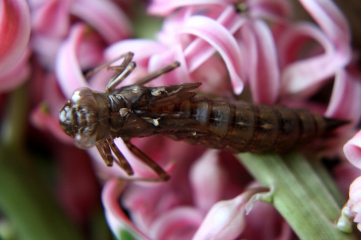 Libellenlarven Häutung 04