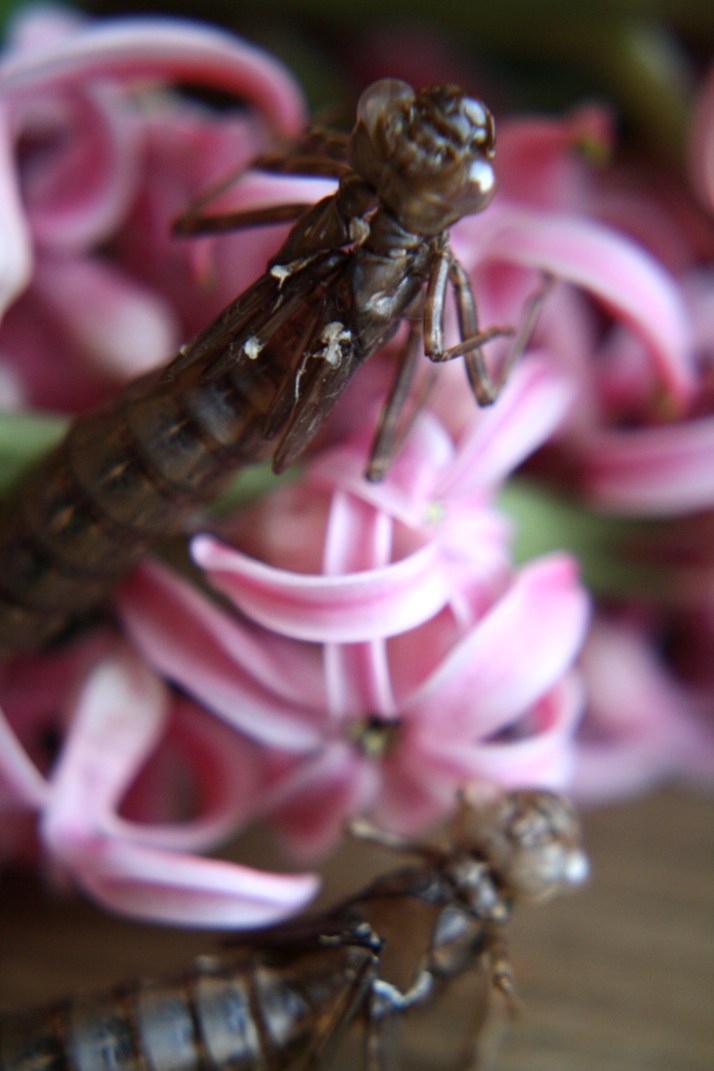 Libellenlarven Häutung 09