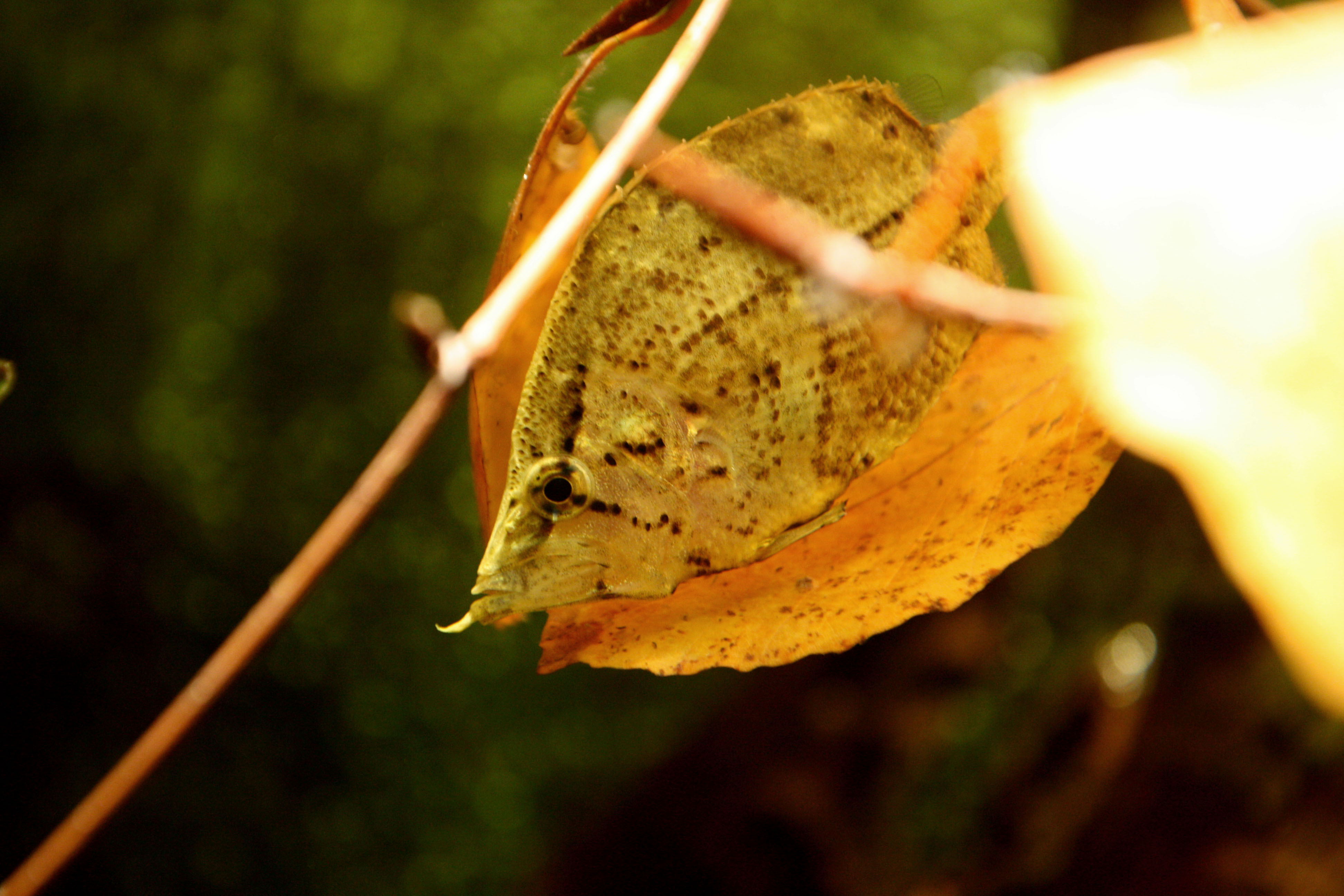 Fisch im Blatt