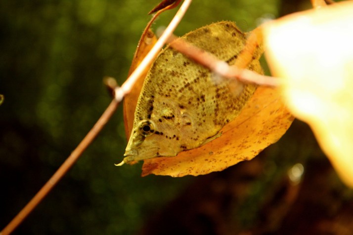 Fisch im Blatt