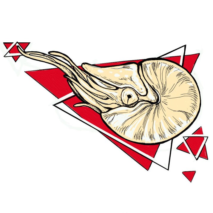 Nautilus